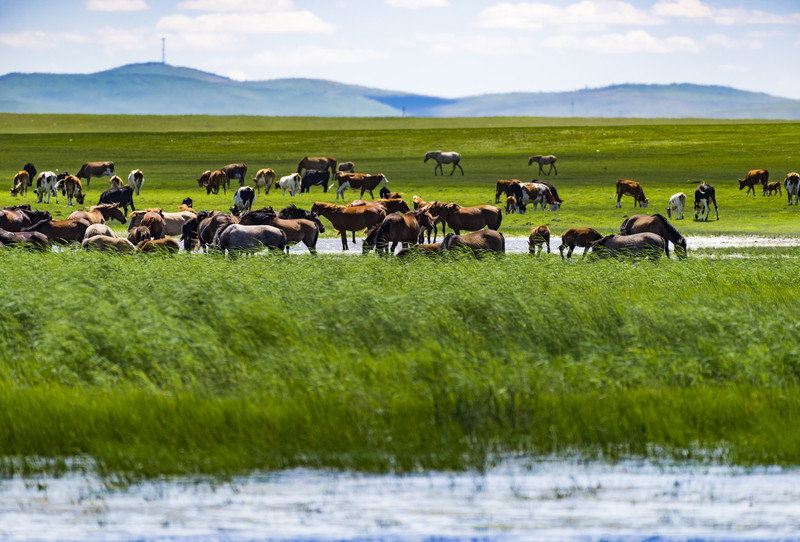 内蒙古绿色转型，新篇章启航